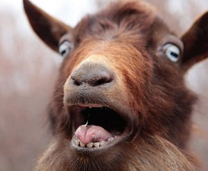 goatles